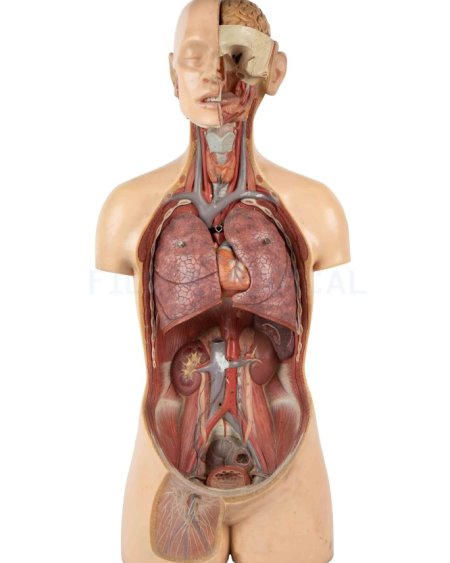Anatomical model 